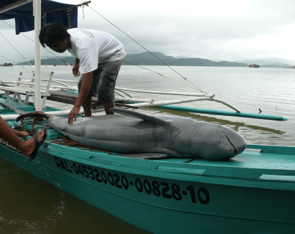 A tangled net: Bycatch, dolphin conservation, and human&nbsp;well-being
